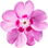 Phlox