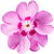 Phlox