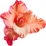 Gladiole