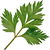 Mugwort
