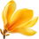 Chinese yellow magnolia