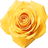 gelbe Rose
