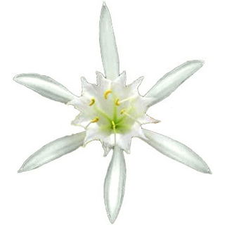 Sea lily