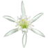Sea lily