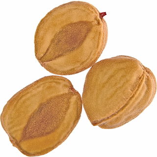Kirschkern