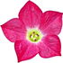Nicotiana alata blossom