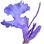 Salvia eremostachya