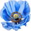 blauer Mohn