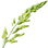 Sweetgrass