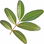 Mastic leaf