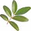 Mastic leaf