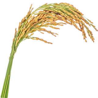 Rice blossom