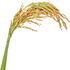 Rice blossom