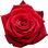 Baccara-Rose