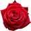 Baccara rose