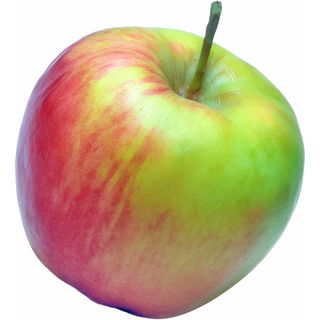 Rome Beauty apple