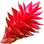 Costus