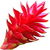 Costus