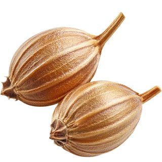 ukrainischer Koriandersamen