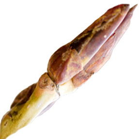 Pappelknospe