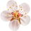 Aprikosenblüte