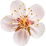 Aprikosenblüte
