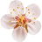 Apricot blossom