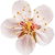 Apricot blossom