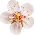 Tuscan apricot blossom