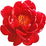 rote Pfingstrose