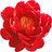rote Pfingstrose