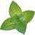 English peppermint