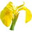 Waterlily