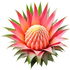 Pineapple blossom