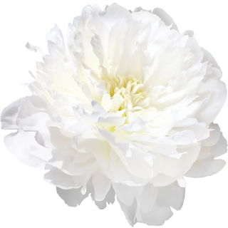Duchesse de Nemours peony