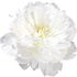 Duchesse de Nemours peony