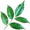 Balsam tree