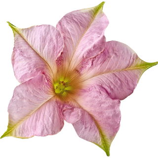 Turkish tobacco flower