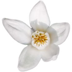 Yuzublüte