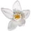 Yuzu blossom