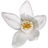 Yuzu blossom