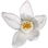 Yuzublüte