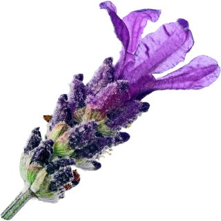 French lavender Orpur®