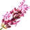 Pink lavender