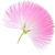Silk tree blossom