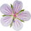 Geranium wilfordii