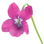 pinkes Veilchen