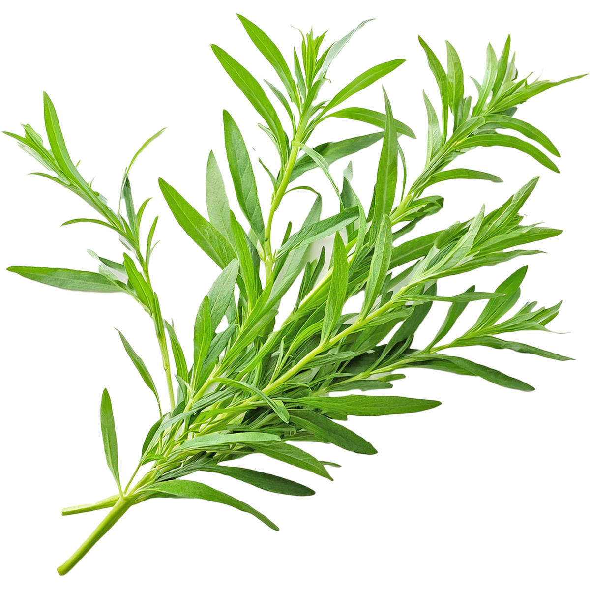 Estragon