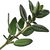 Black thyme