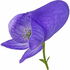 Monkshood